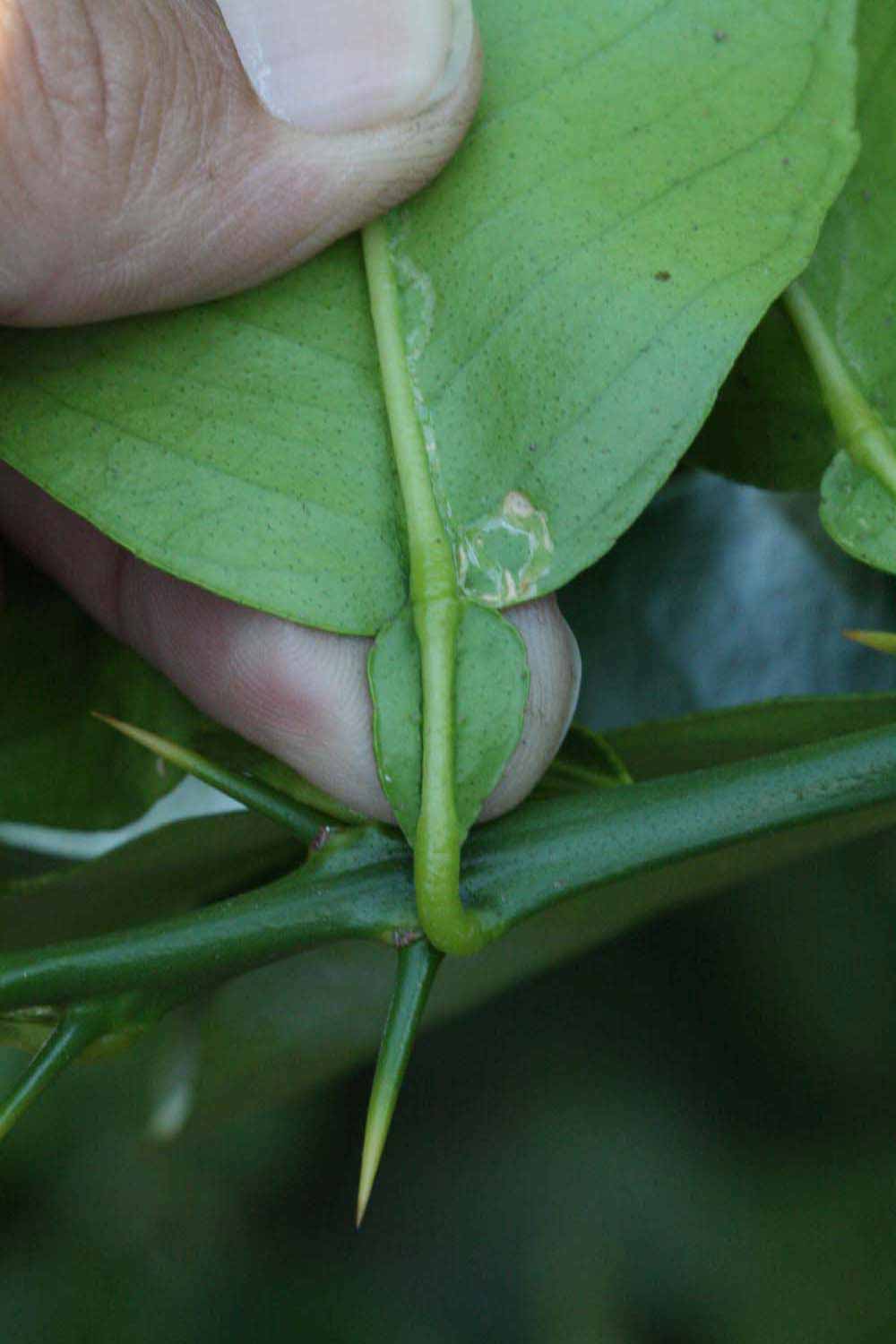              Petiole (Riverside, CA)       